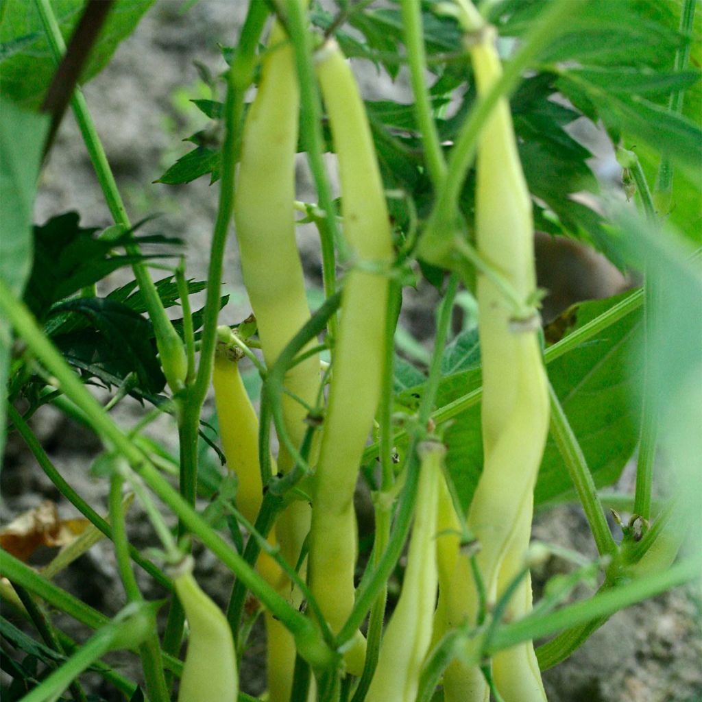 Haricot Mangetout à rames Goldmarie Bio - Ferme de Sainte Marthe
