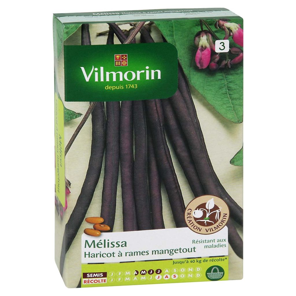 Haricot à rames Melissa - Création Vilmorin
