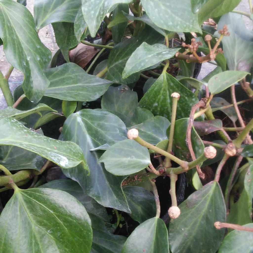 Hiedra de Persia Arborescens