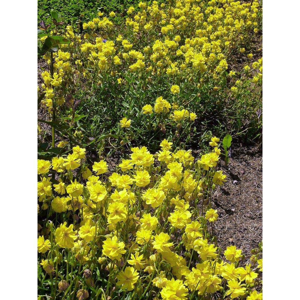 Helianthemum Sulphureum Plenum