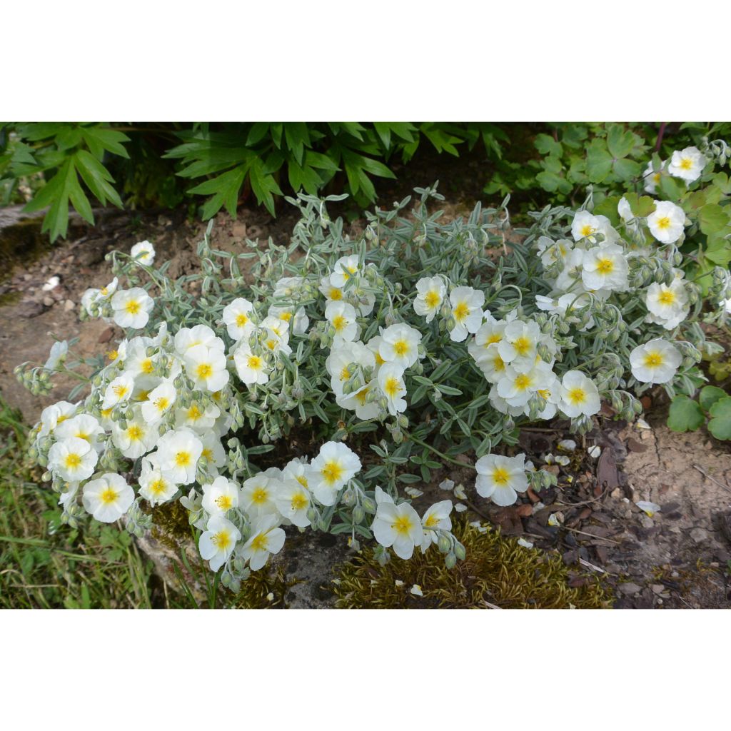 Helianthemum The Bride
