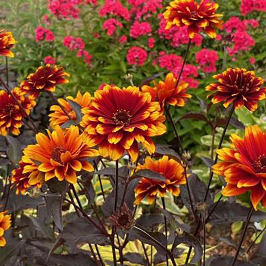 Heliopsis helianthoides Bonfire Sunset 