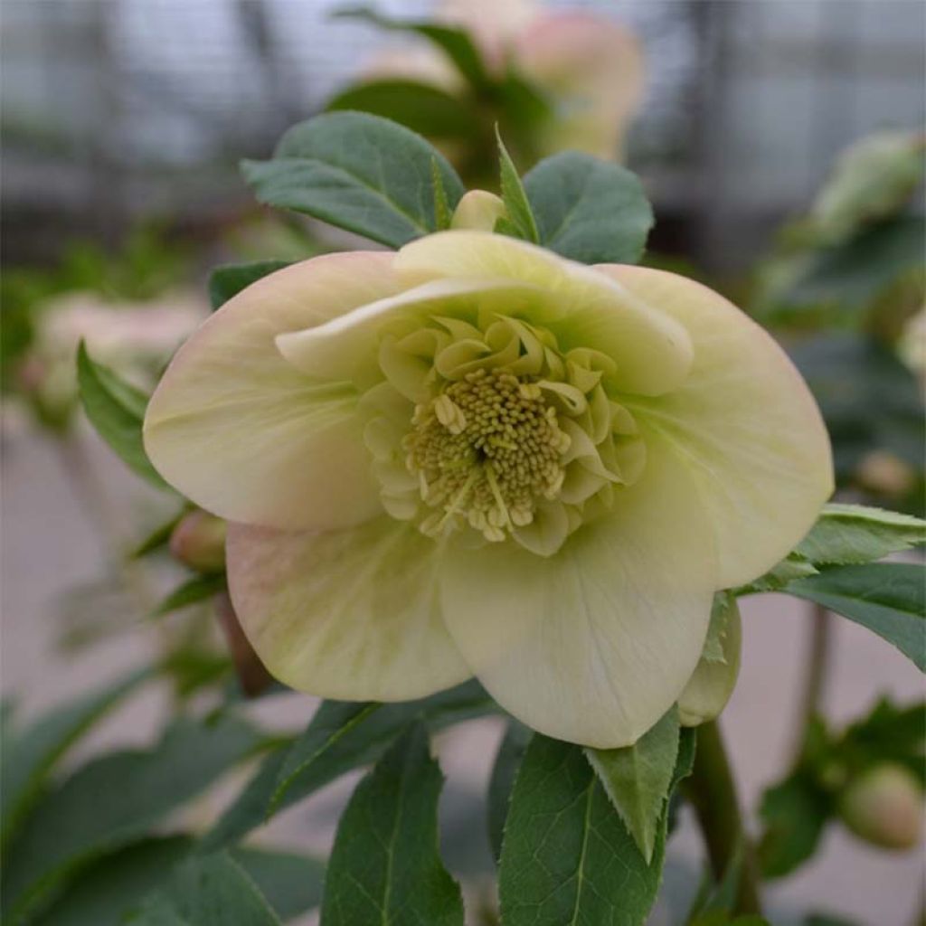 Eléboro oriental Anemone Apricot