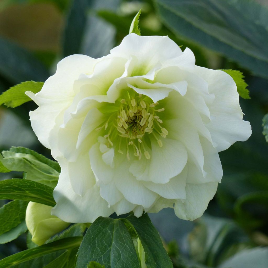 Eléboro oriental Double Blanco