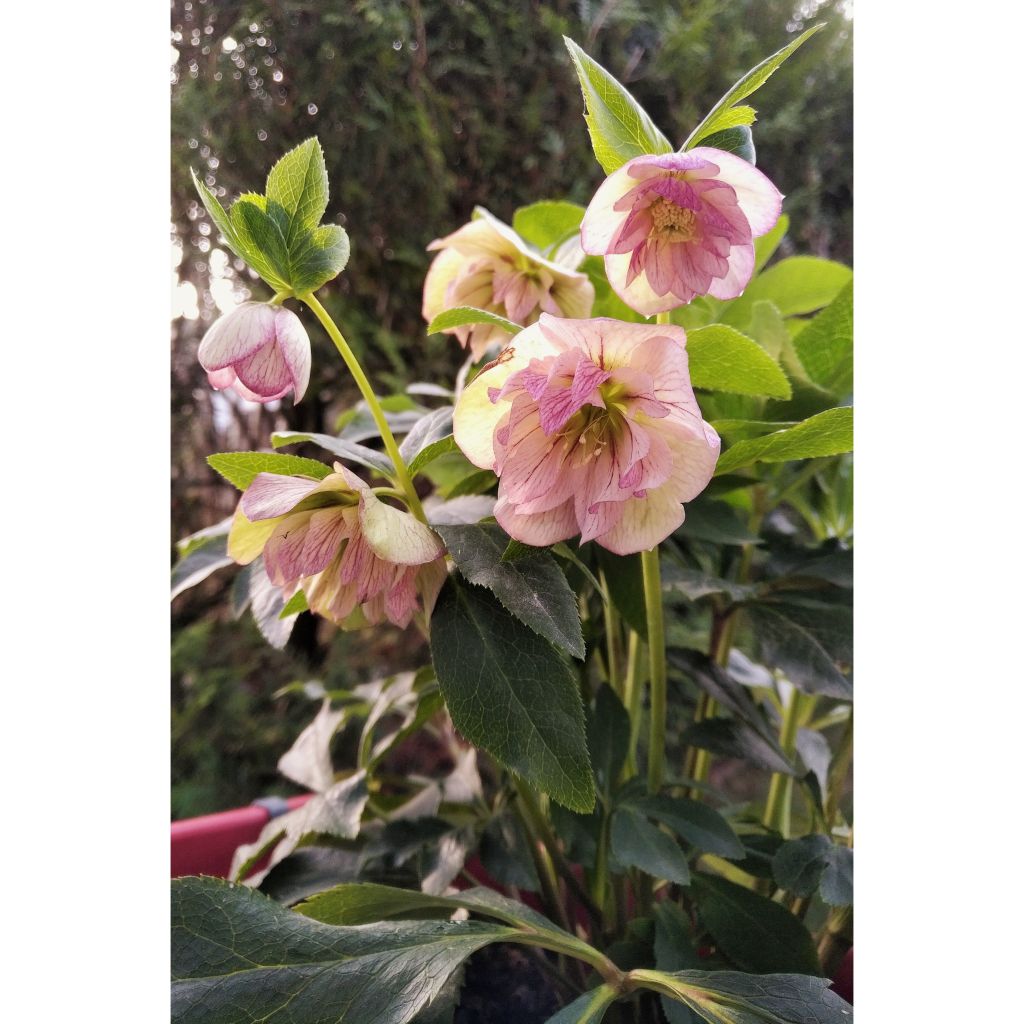 Eléboro oriental Double Picotee