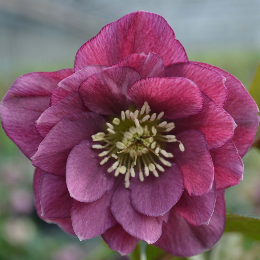 Eléboro oriental Double Rojo
