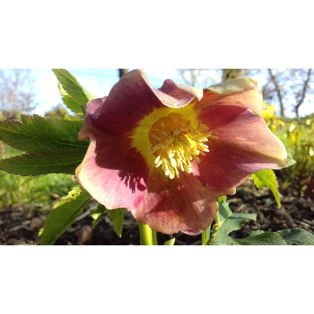 Eléboro oriental Special Pink