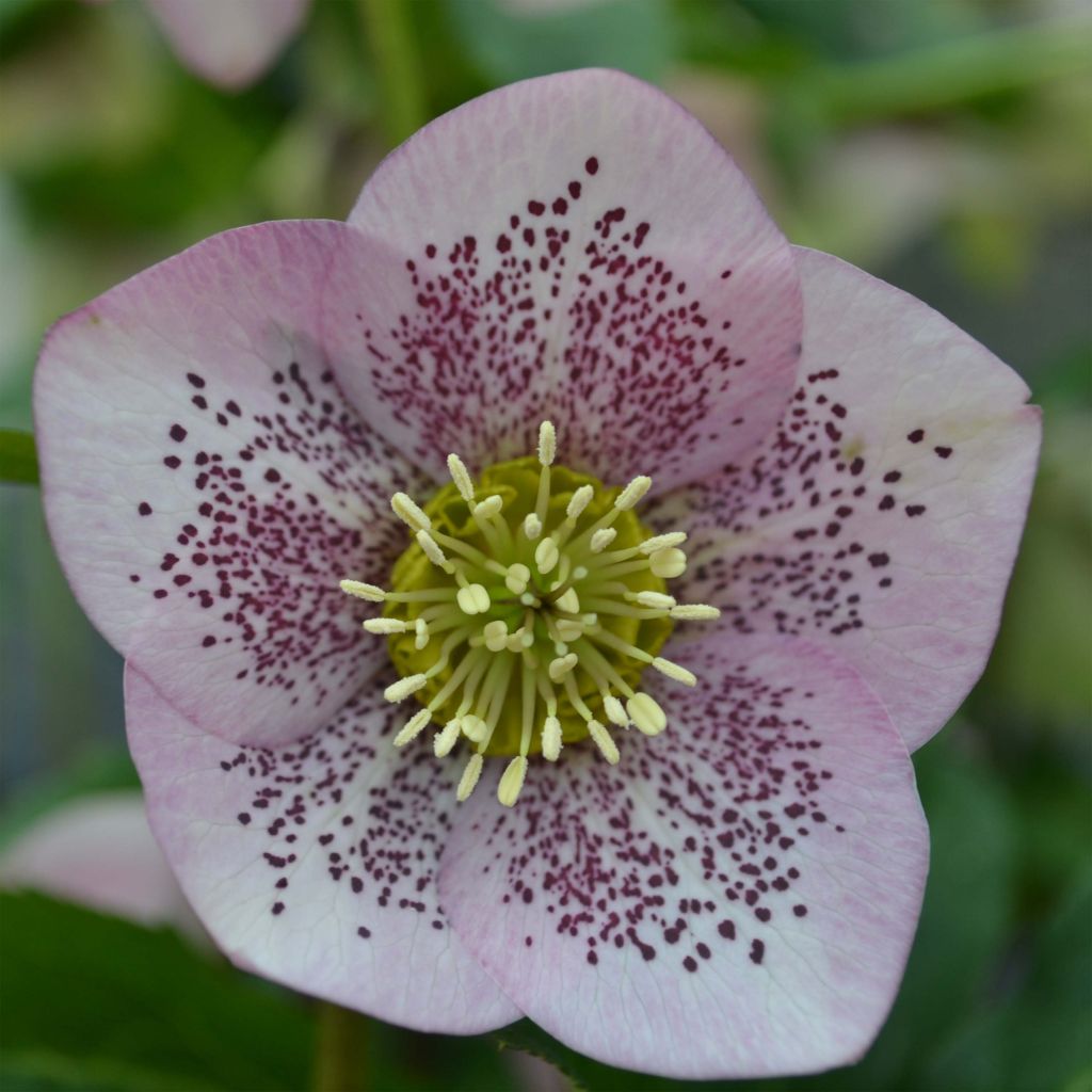 Eléboro oriental Pink Spotted