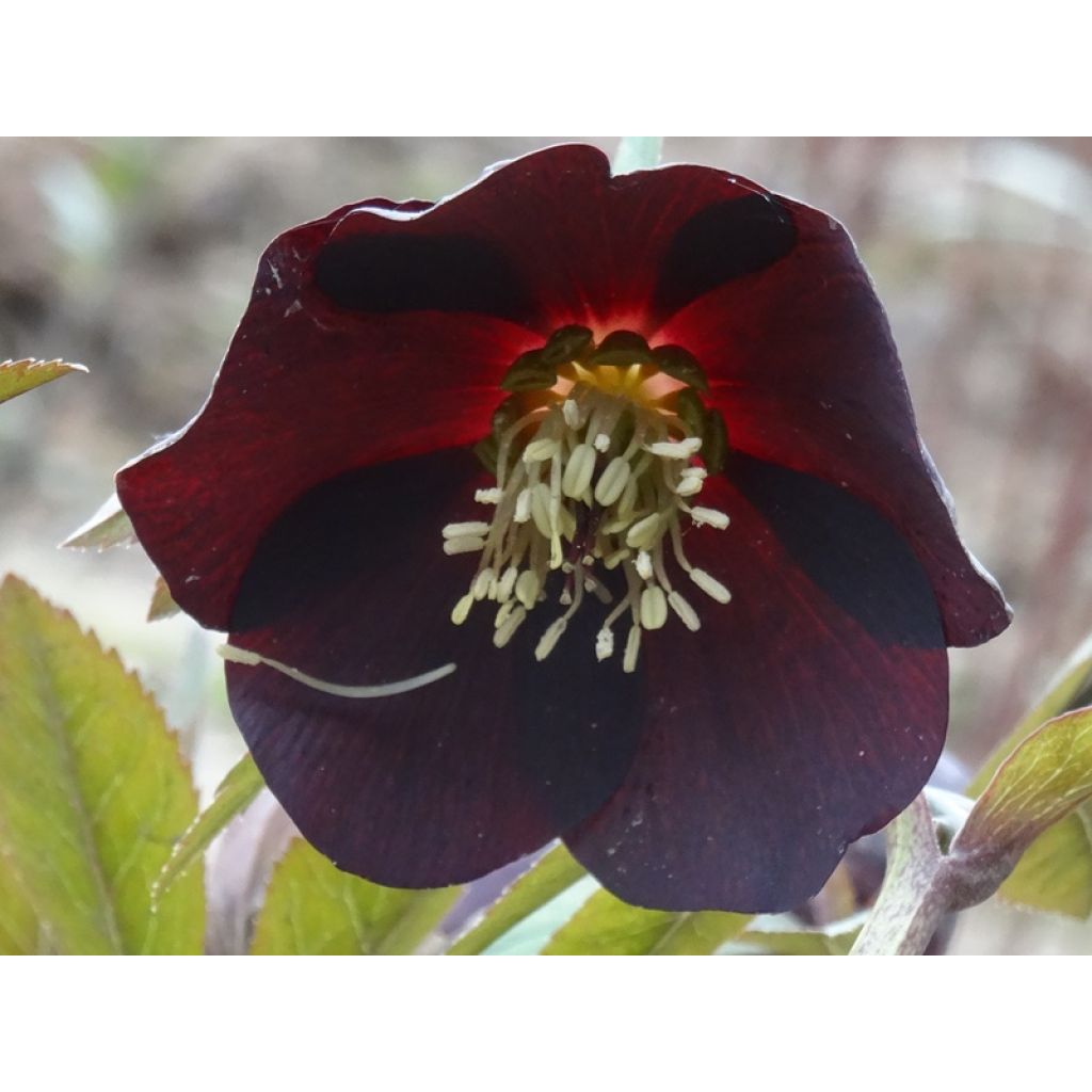 Eléboro oriental Black