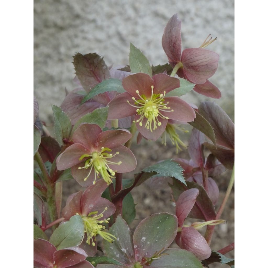 Eléboro sternii Flame