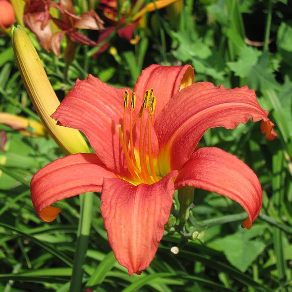 Hemerocallis Pink Damask
