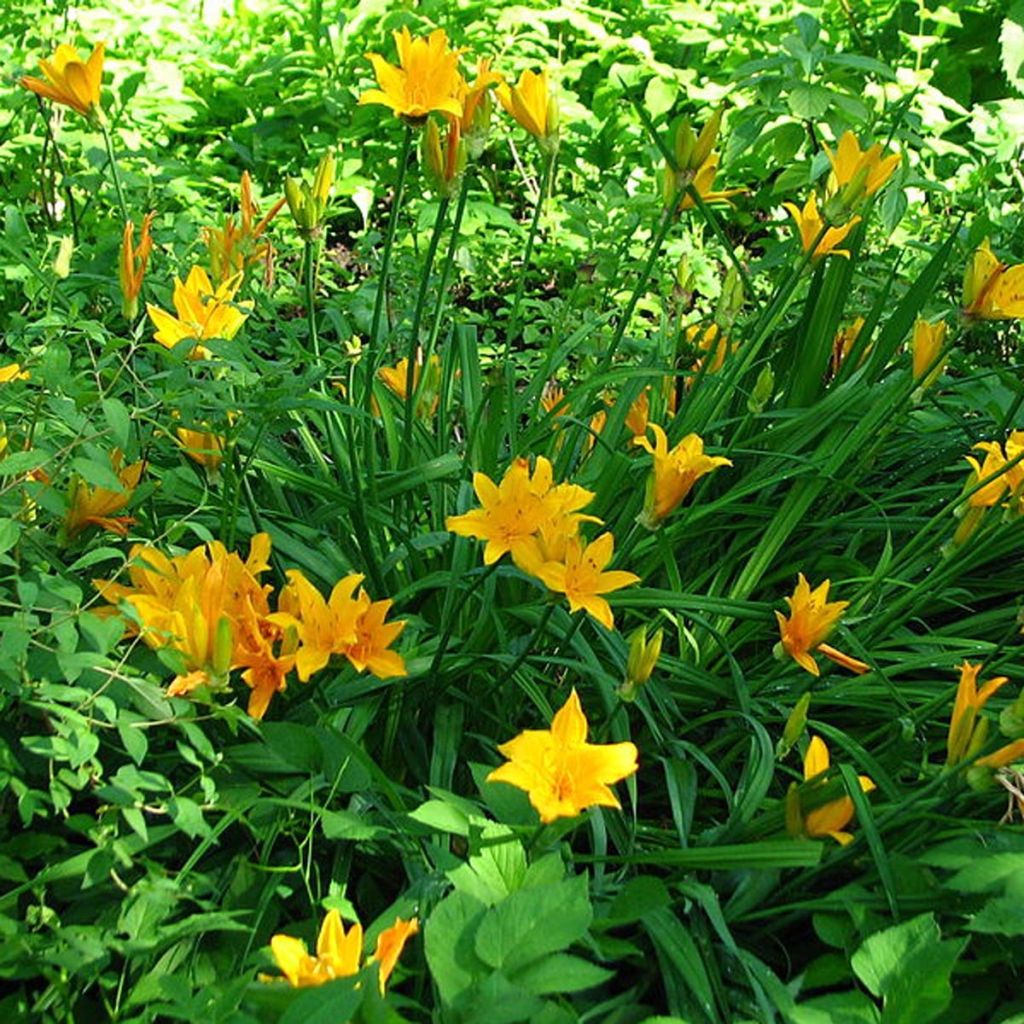 Hemerocallis middendorffii