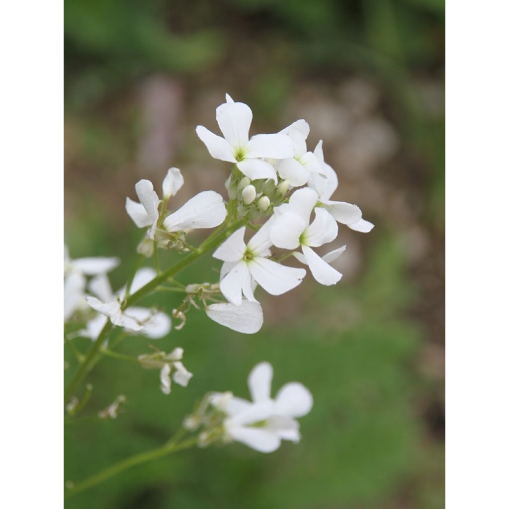 Violeta de los Jardines Blanca - Hesperis matronalis