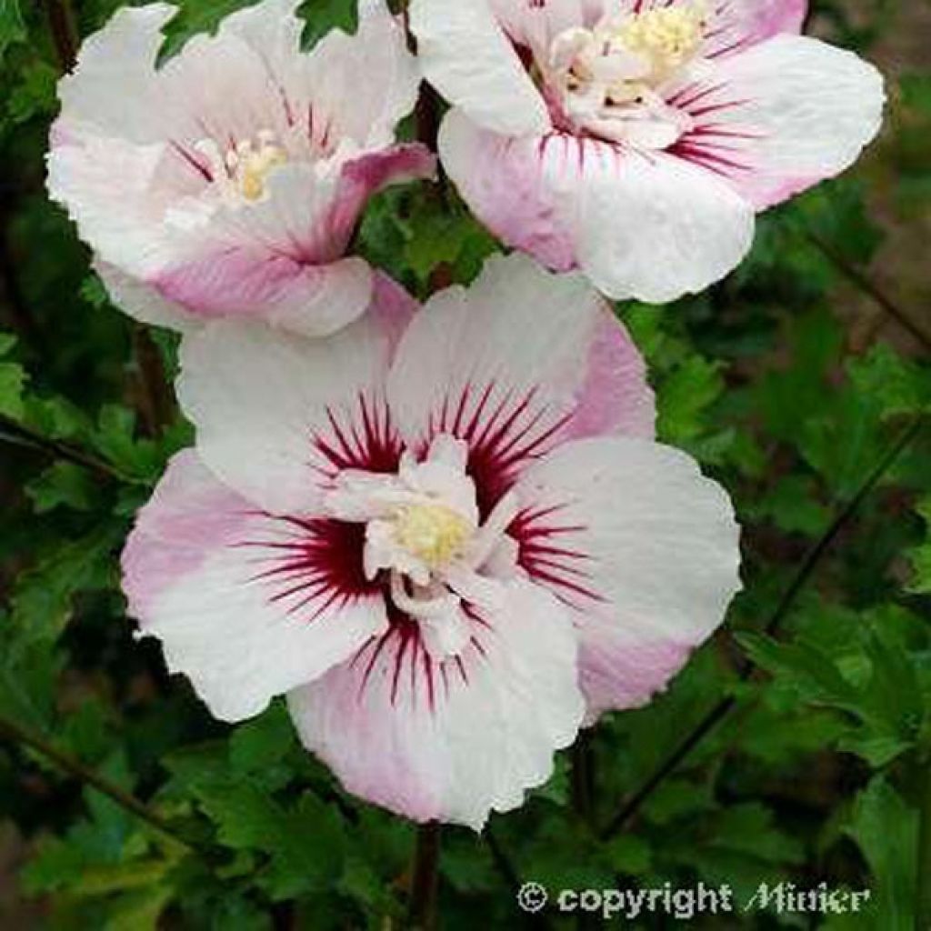 Altea Pinky Spot - Hibiscus syriacus