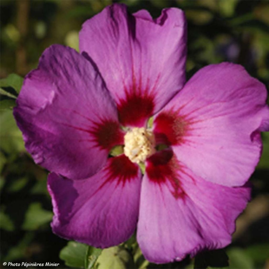Hibiscus syriacus Russian Violet - Altea