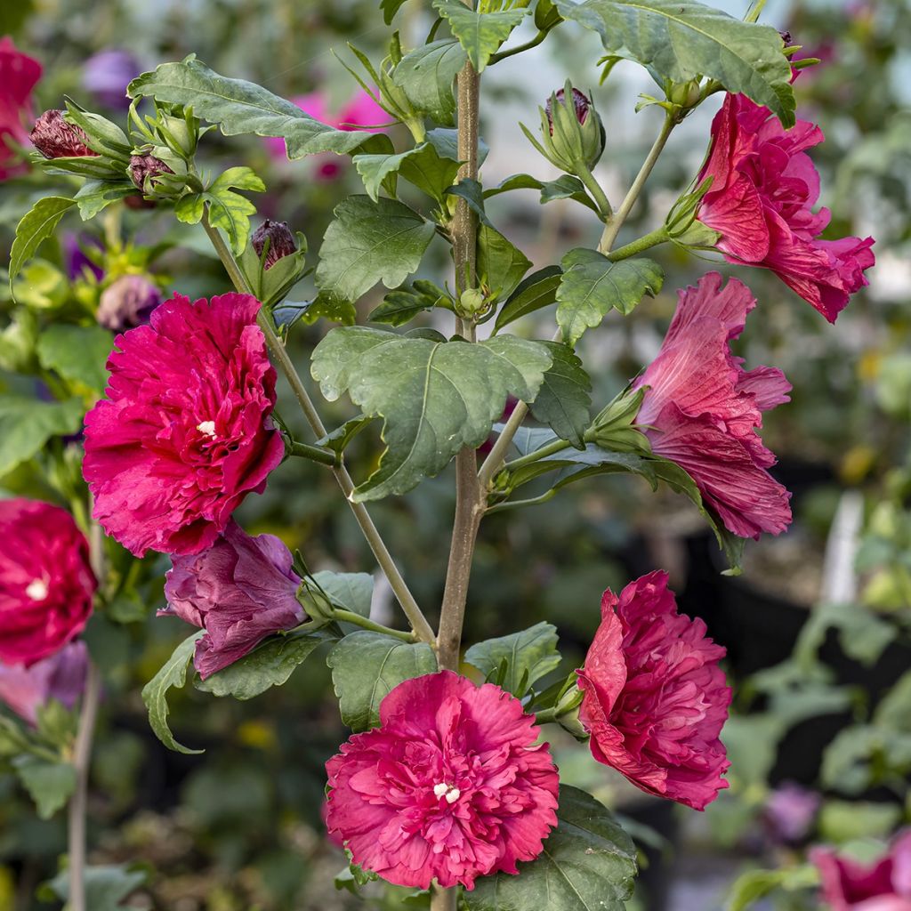 Hibiscus syriacus Ruby Chiffon - Rosa de Siria doble rojo