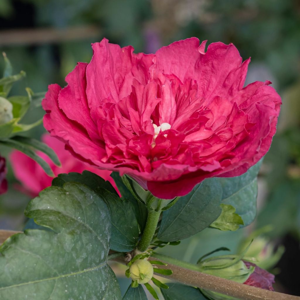 Hibiscus syriacus Ruby Chiffon - Rosa de Siria doble rojo