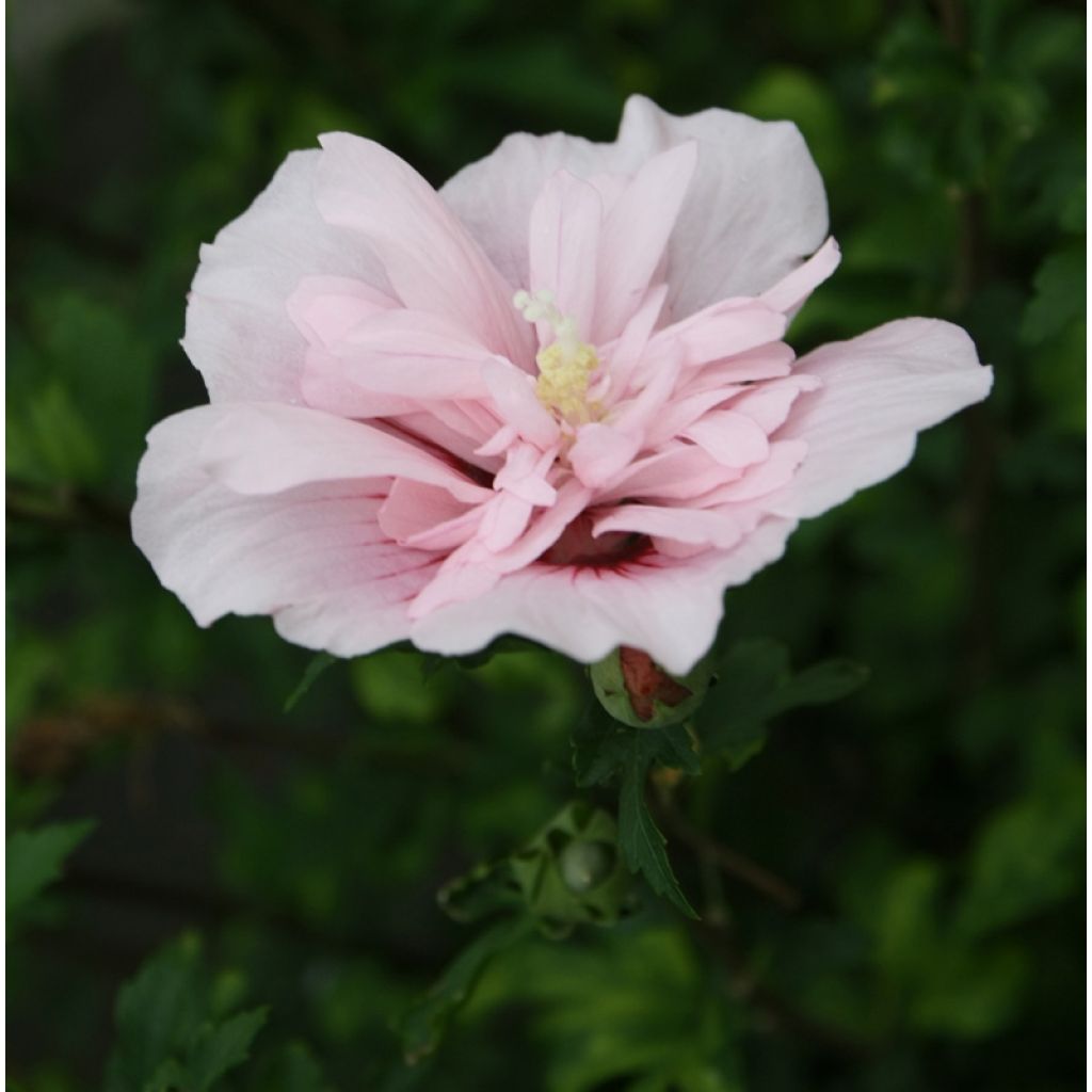 Altea Pink Chiffon - Hibiscus syriacus