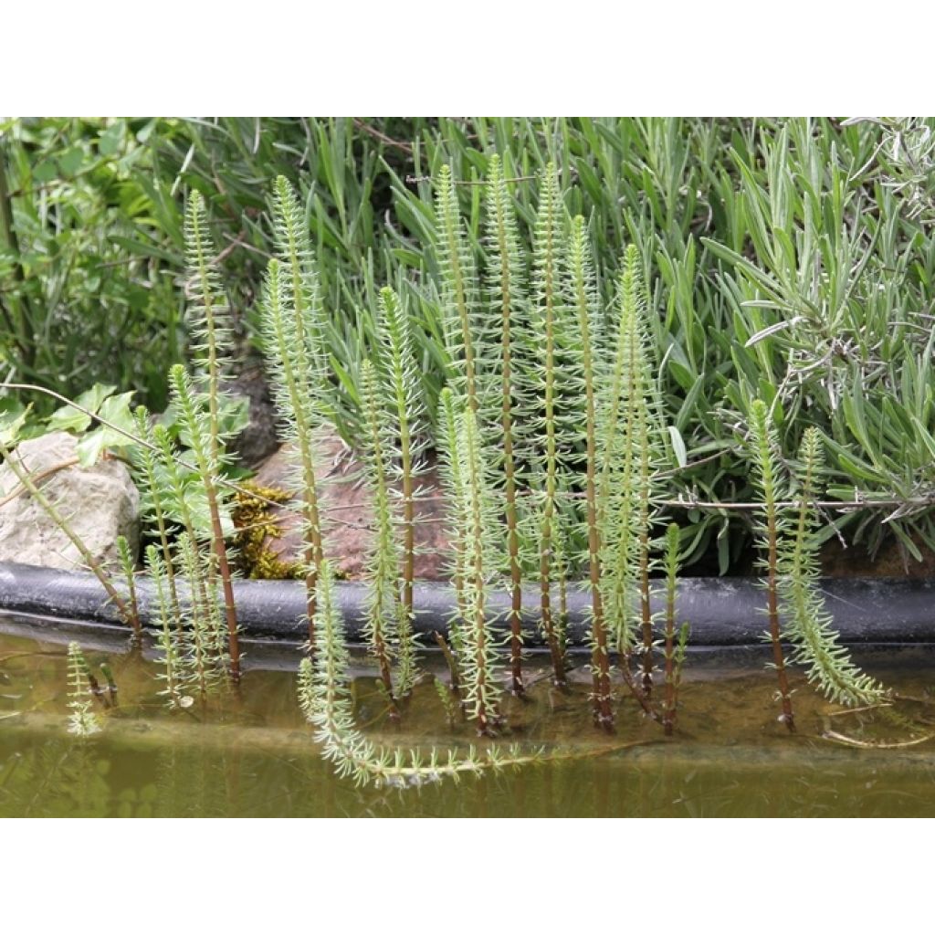 Hippuris vulgaris - Pino acuático