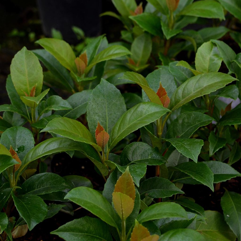 Hortensia seemanii - Hydrangea