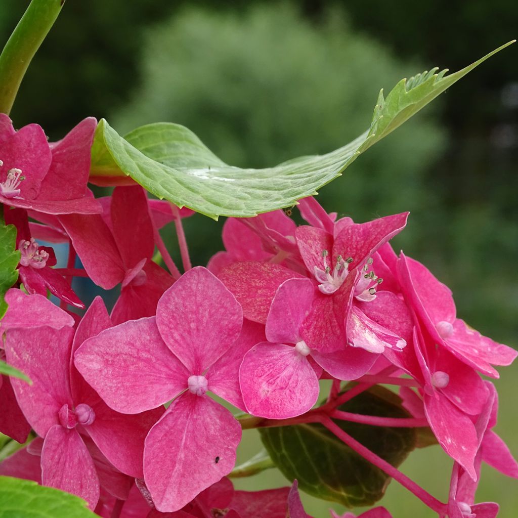 Hortensia macrophylla Constellation - Hydrangea