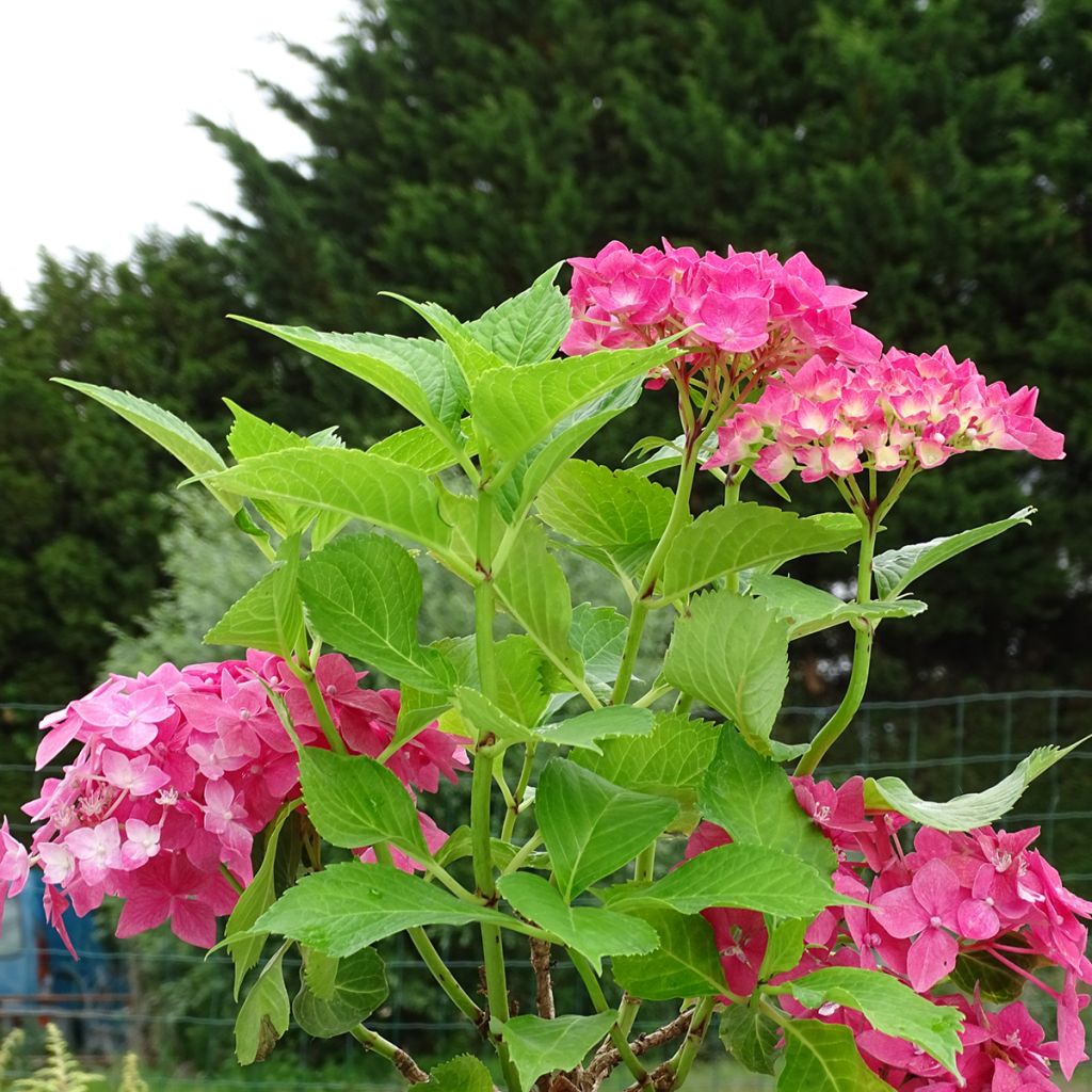 Hortensia macrophylla Constellation - Hydrangea