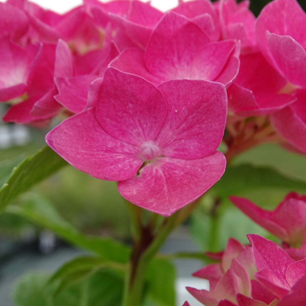 Hortensia macrophylla Constellation - Hydrangea