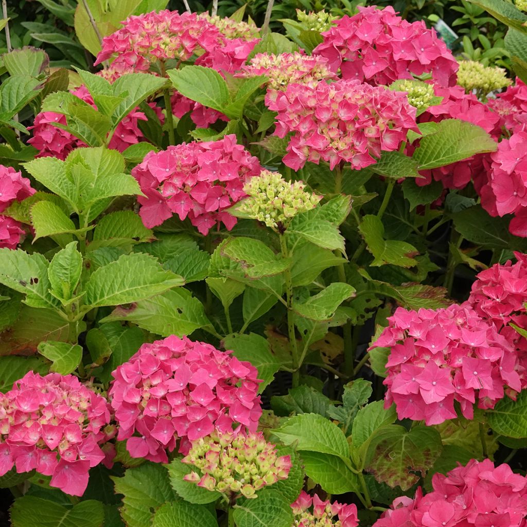 Hortensia macrophylla Glowing Amber - Hydrangea