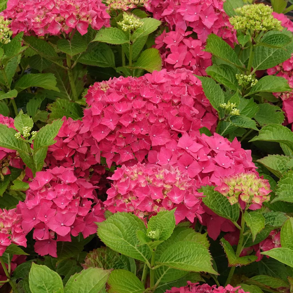 Hortensia macrophylla Glowing Amber - Hydrangea
