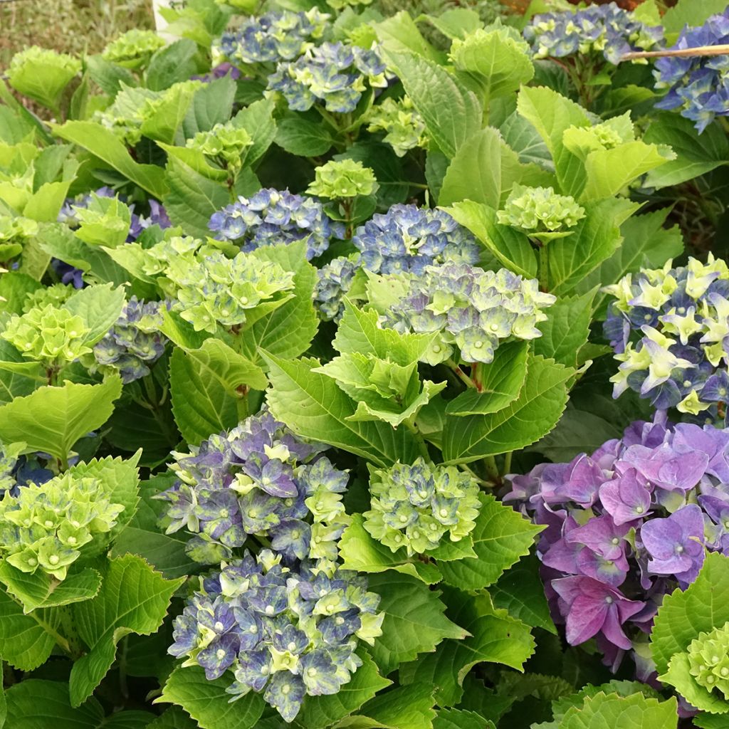 Hortensia macrophylla Lady Mata Hari - Hydrangea