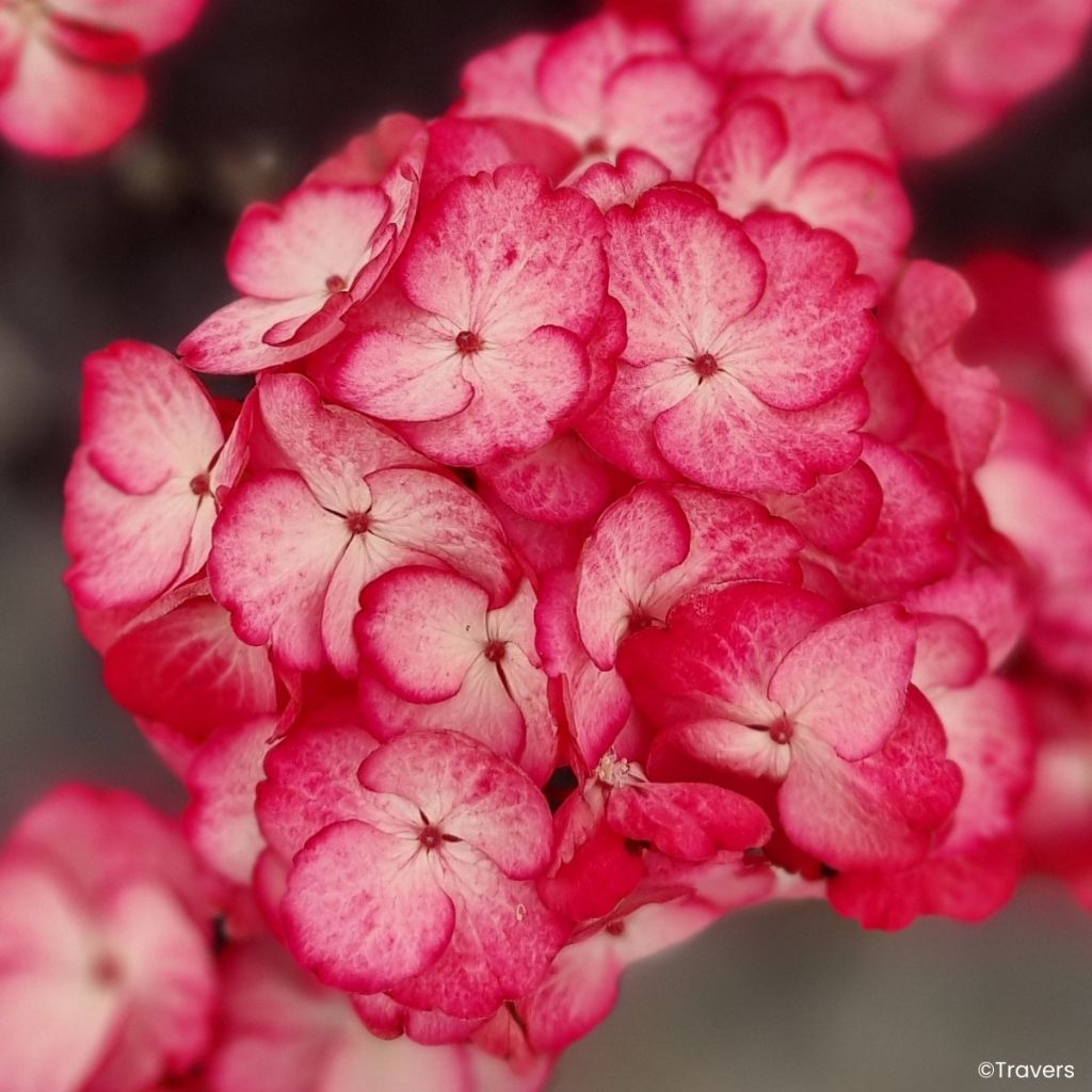 Hydrangea Black Velvet Darbi - Hortensia 