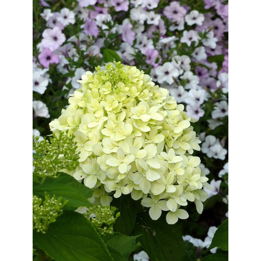 Hortensia paniculata Limelight - Hydrangea paniculata