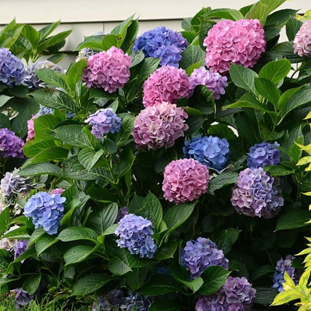 Hortensia macrophylla L.A Dreamin - Hydrangea