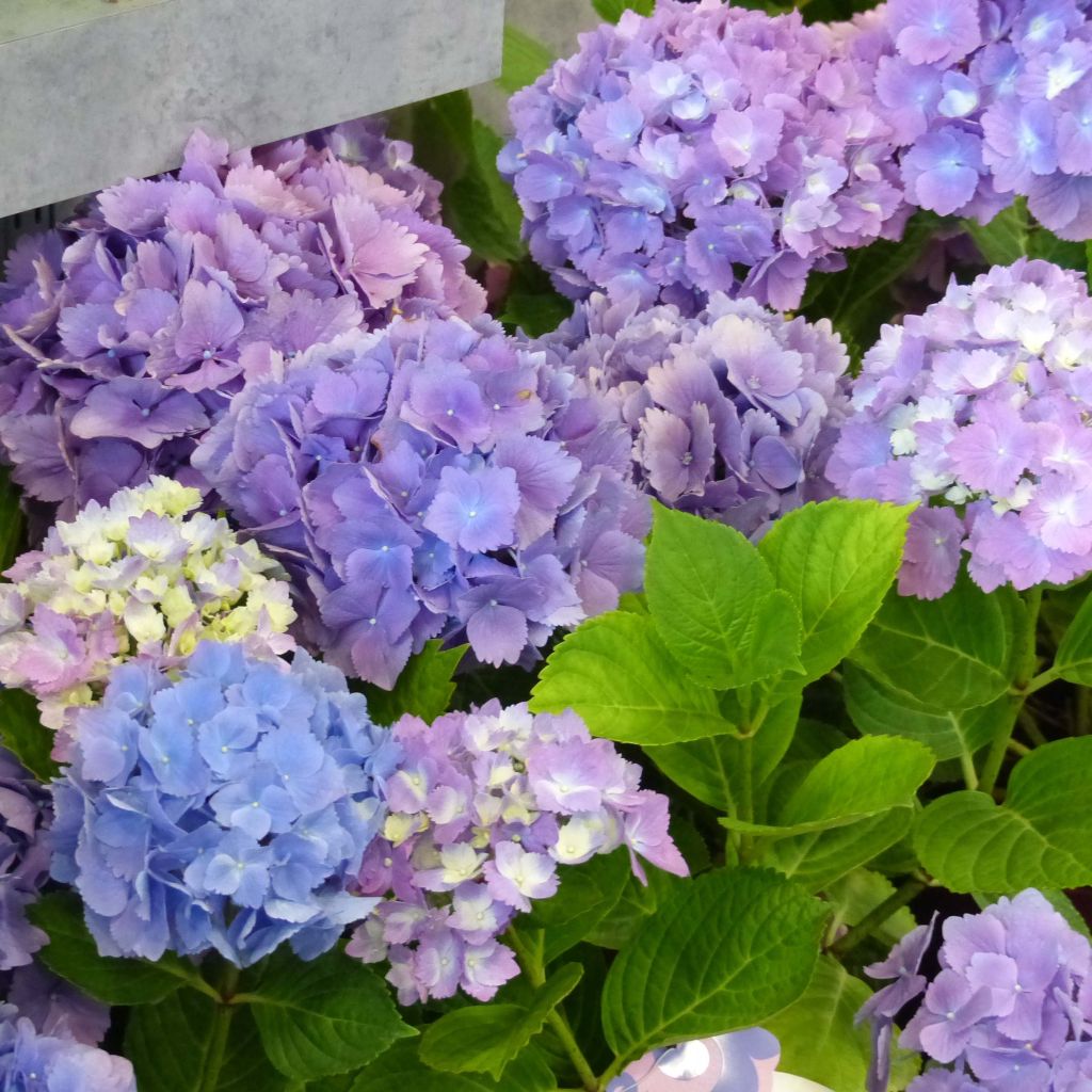 Hortensia macrophylla L.A Dreamin - Hydrangea