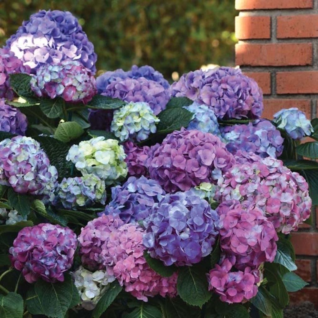 Hortensia macrophylla L.A Dreamin - Hydrangea