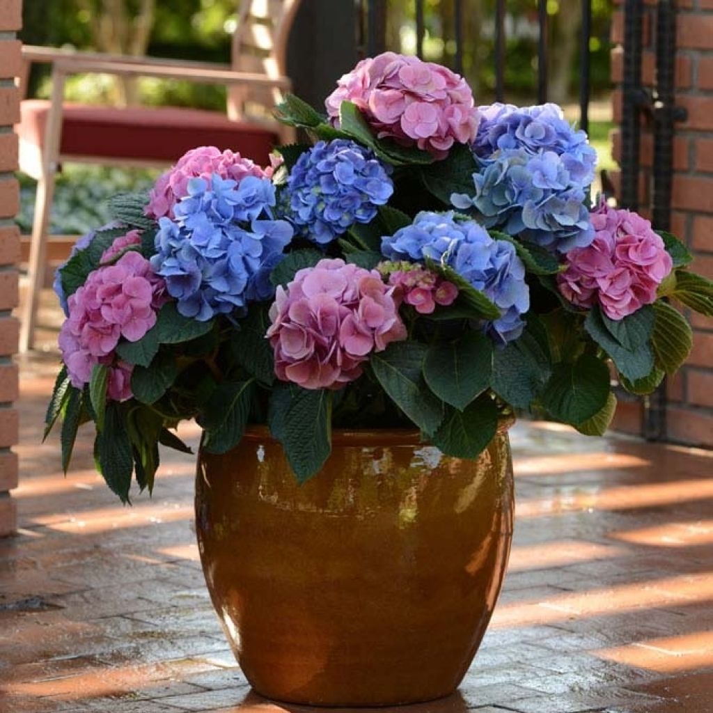 Hortensia macrophylla L.A Dreamin - Hydrangea