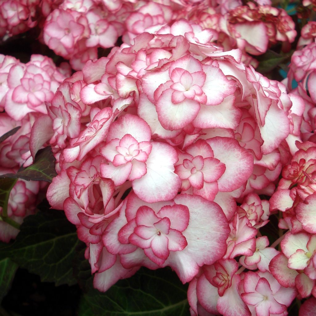 Hortensia macrophylla Miss Saori - Hydrangea