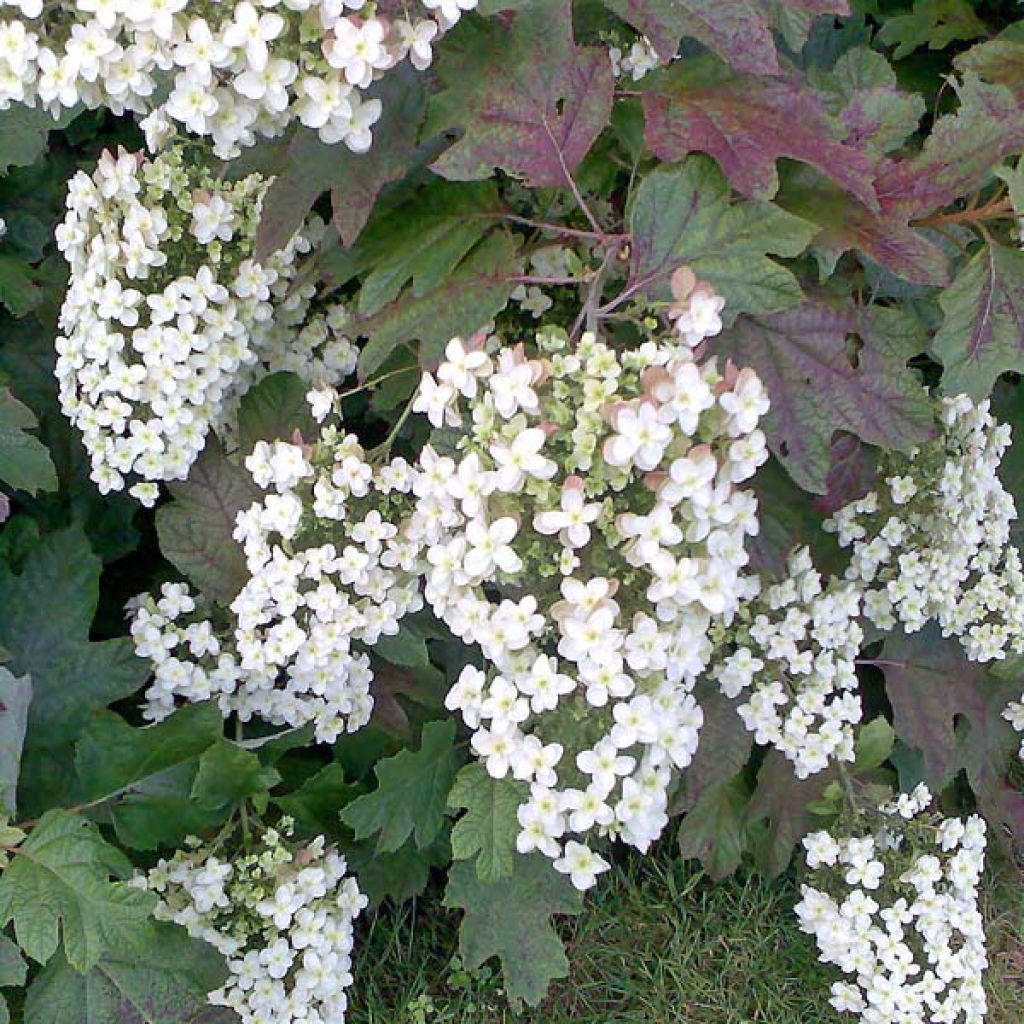Hortensia quercifolia Applause - Hortensia de hoja de roble