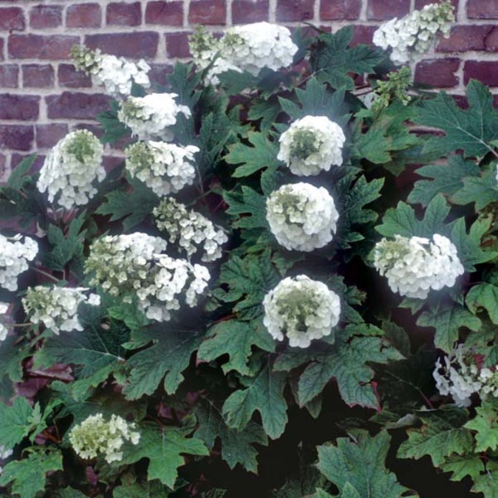 Hortensia quercifolia Applause - Hortensia de hoja de roble