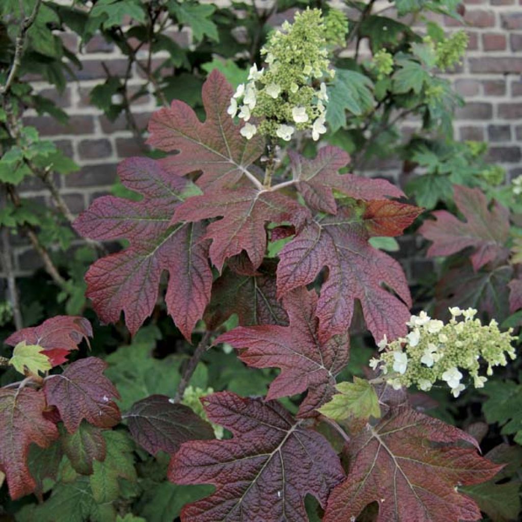Hortensia quercifolia Snowflake - Hortensia de hoja de roble