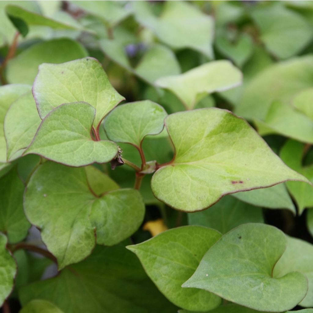 Hierba con olor a pescado - Houttuynia cordata