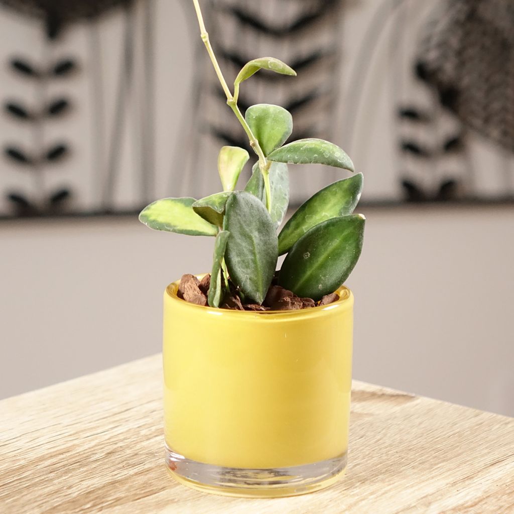 Hoya burtoniae Variegata