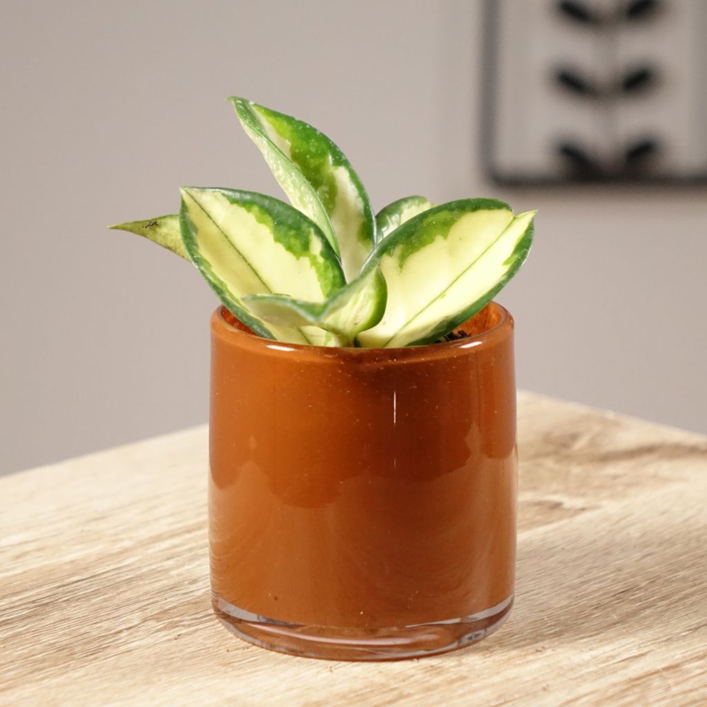 Hoya carnosa Tricolor