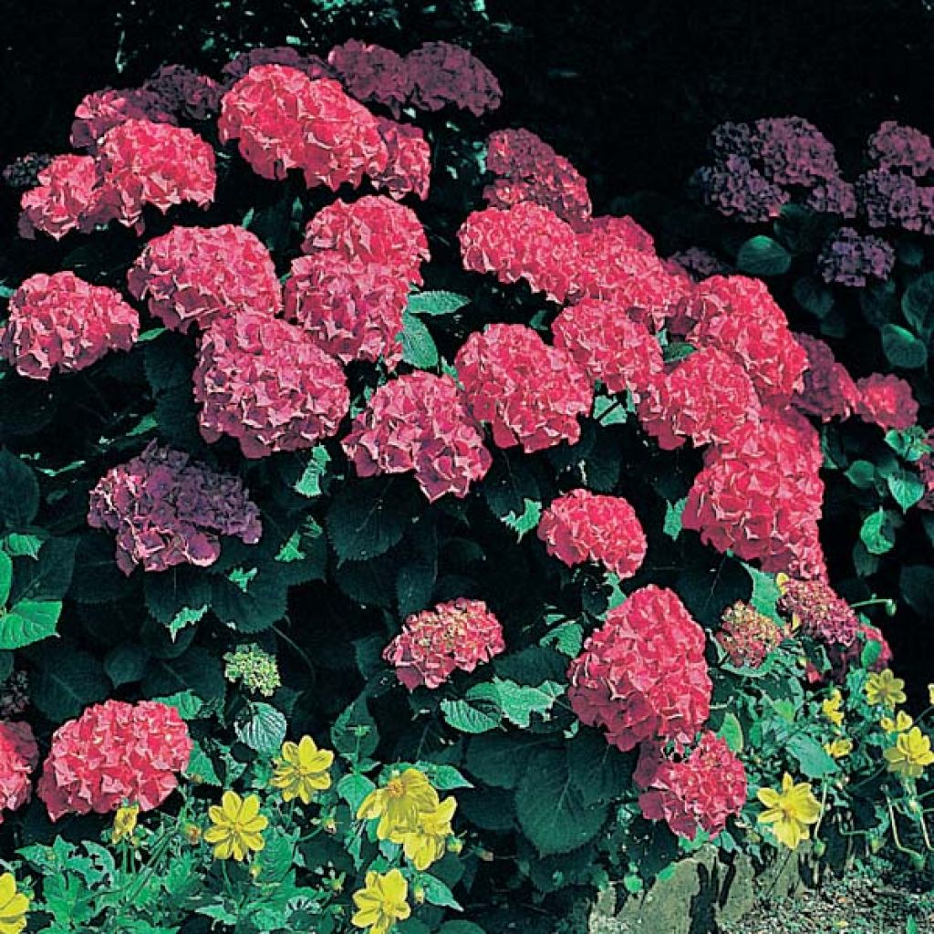 Hortensia macrophylla Glowing Amber - Hydrangea