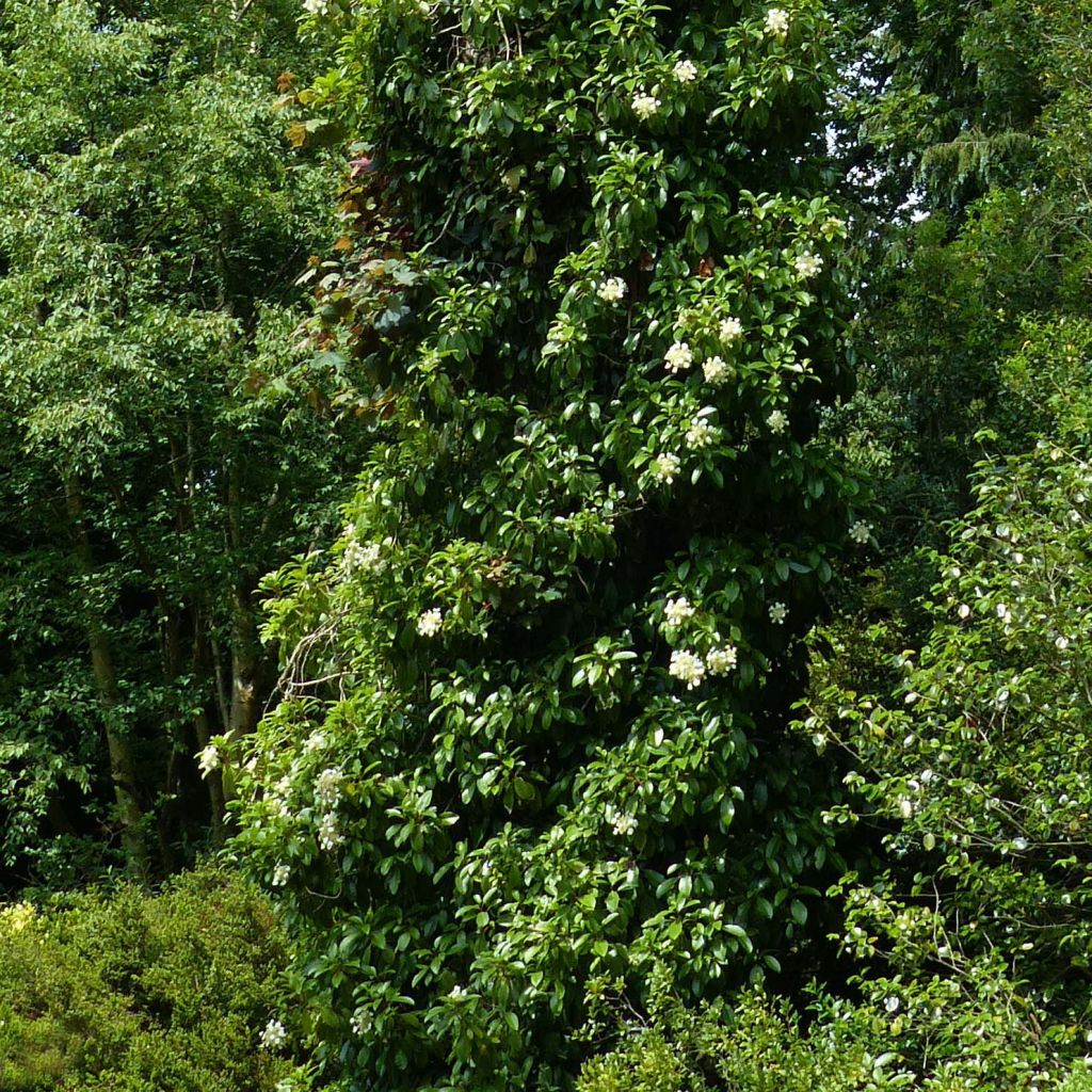 Hortensia seemanii - Hydrangea