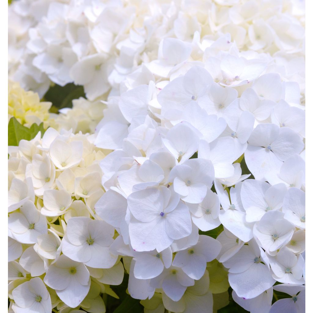 Hortensia macrophylla Immaculata - Hydrangea