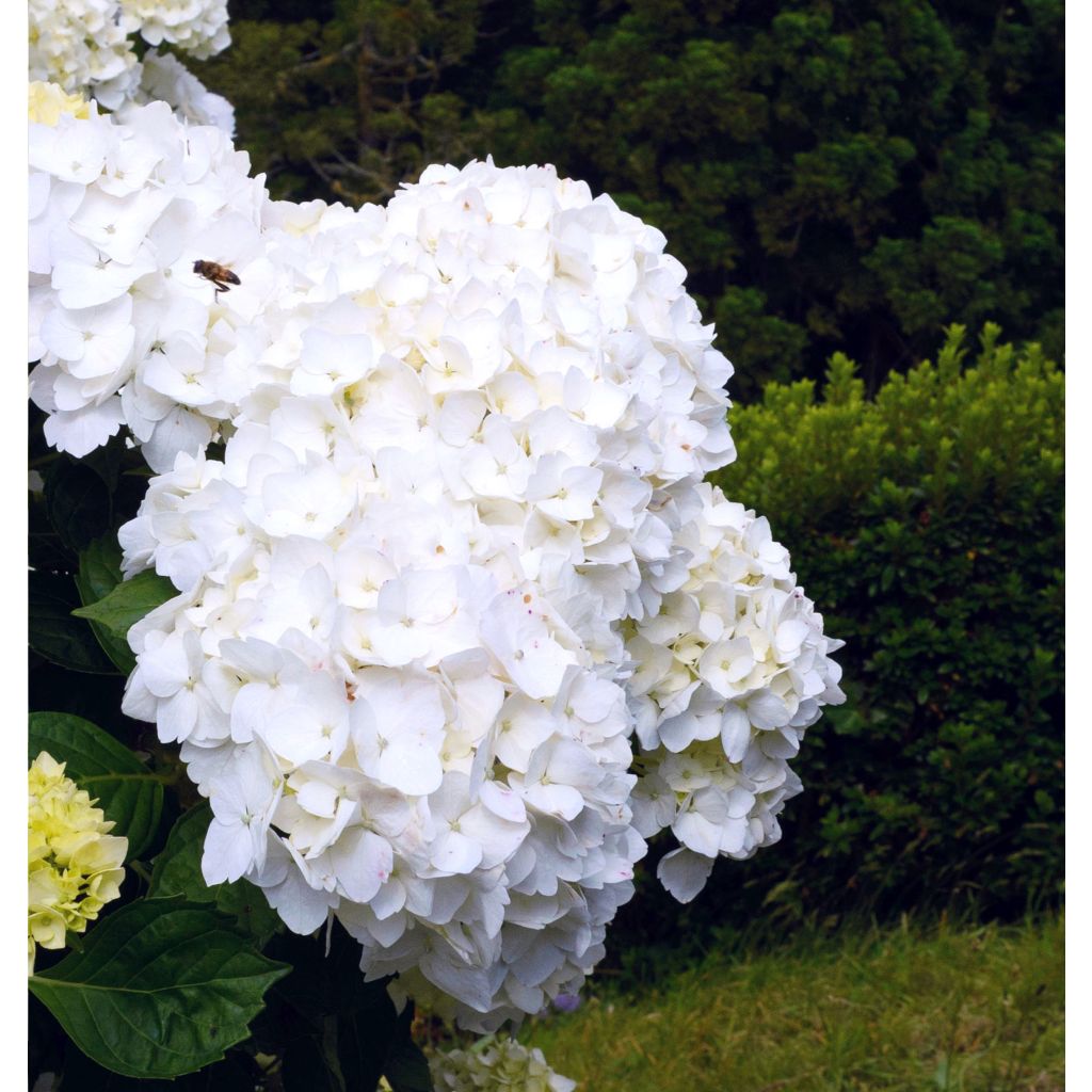 Hortensia macrophylla Immaculata - Hydrangea