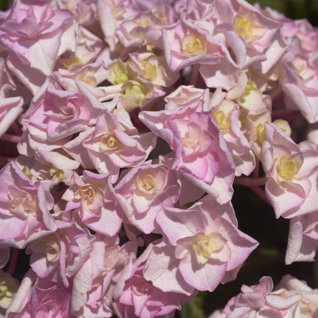 Hortensia macrophylla Kazan - Hydrangea