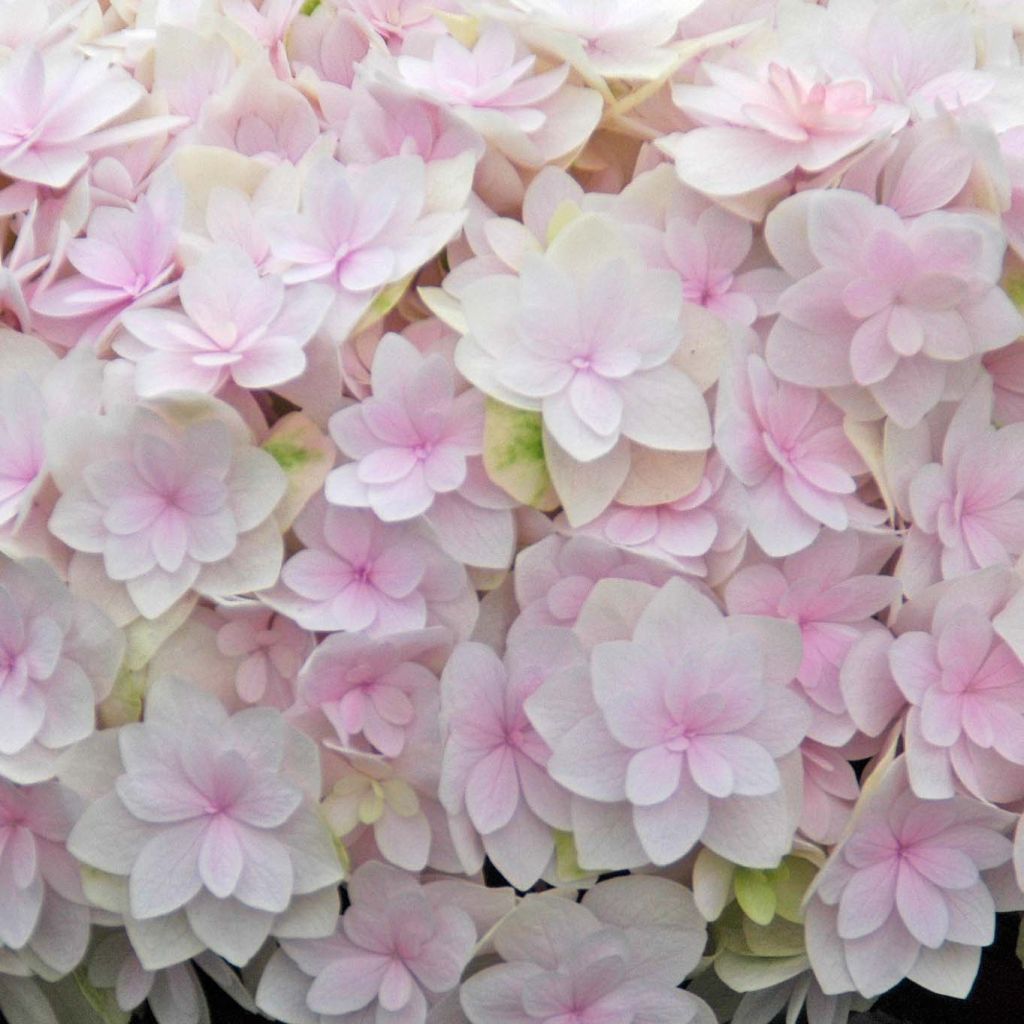 Hortensia macrophylla Kazan - Hydrangea