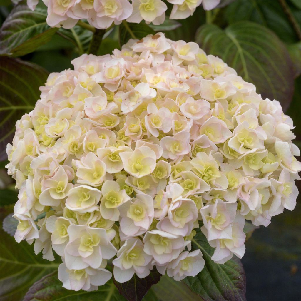 Hortensia macrophylla Kazan - Hydrangea